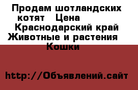 Продам шотландских котят › Цена ­ 5 000 - Краснодарский край Животные и растения » Кошки   